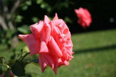 Fotografia de DaBossPlaya - Galeria Fotografica: flores y retratos - Foto: rosa perfil