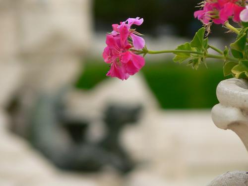 Fotografia de digitalhambra - Galeria Fotografica: Aranjuez - Foto: Geranio