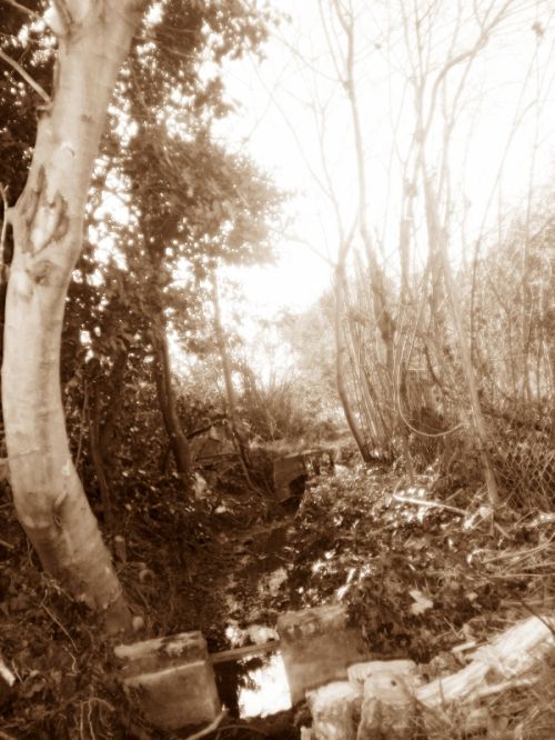 Fotografia de vero - Galeria Fotografica: Totikooos - Foto: 