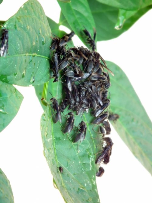 Fotografia de Jose Oma�a - Galeria Fotografica: AVISPAS - Foto: 