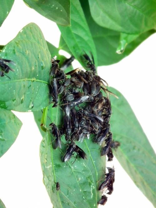 Fotografia de Jose Omaa - Galeria Fotografica: AVISPAS - Foto: 