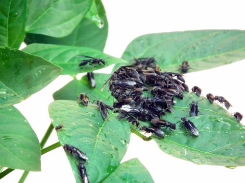 Fotografia de Jose Omaa - Galeria Fotografica: AVISPAS - Foto: 