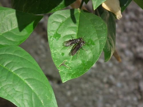 Fotografia de Jose Omaa - Galeria Fotografica: AVISPAS - Foto: 