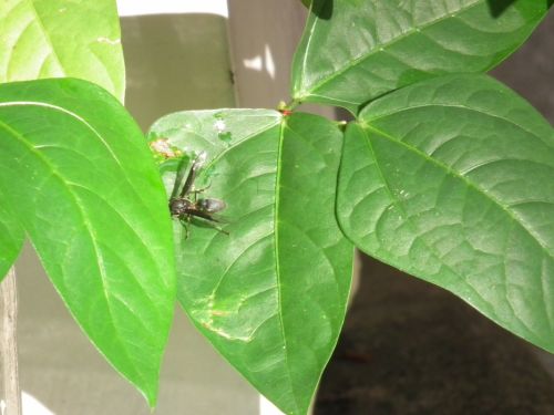 Fotografia de Jose Oma�a - Galeria Fotografica: AVISPAS - Foto: 