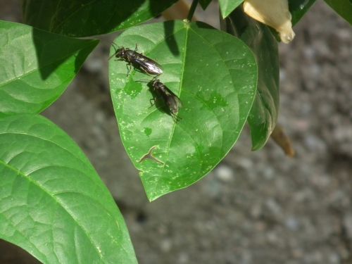 Fotografia de Jose Oma�a - Galeria Fotografica: AVISPAS - Foto: 