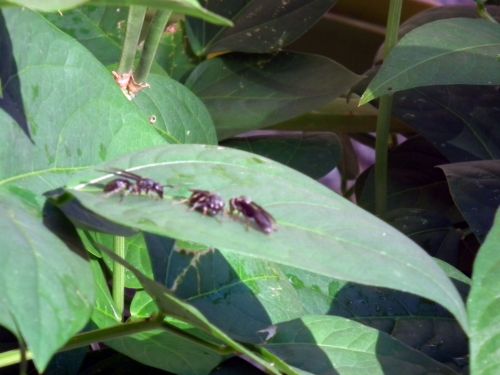 Fotografia de Jose Oma�a - Galeria Fotografica: AVISPAS - Foto: 