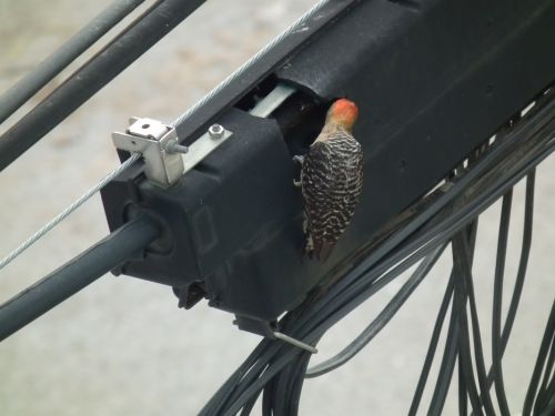 Fotografia de Jose Omaa - Galeria Fotografica: Pajaro Carpintero - Foto: 