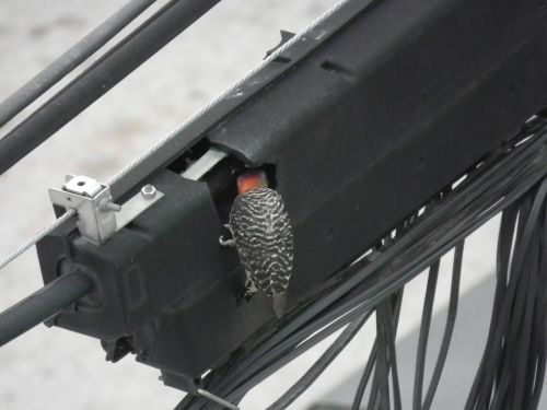 Fotografia de Jose Omaa - Galeria Fotografica: Pajaro Carpintero - Foto: 