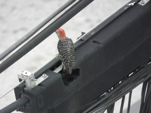 Fotografia de Jose Omaa - Galeria Fotografica: Pajaro Carpintero - Foto: 