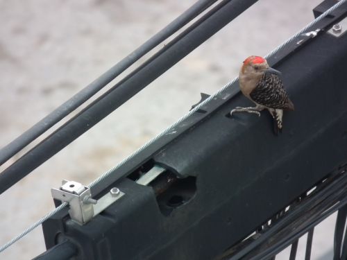 Fotografia de Jose Omaa - Galeria Fotografica: Pajaro Carpintero - Foto: 