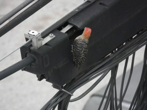 Fotografia de Jose Omaa - Galeria Fotografica: Pajaro Carpintero - Foto: 