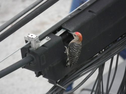 Fotografia de Jose Omaa - Galeria Fotografica: Pajaro Carpintero - Foto: 