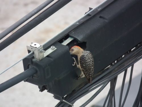 Fotografia de Jose Omaa - Galeria Fotografica: Pajaro Carpintero - Foto: 