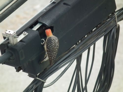 Fotografia de Jose Omaa - Galeria Fotografica: Pajaro Carpintero - Foto: 