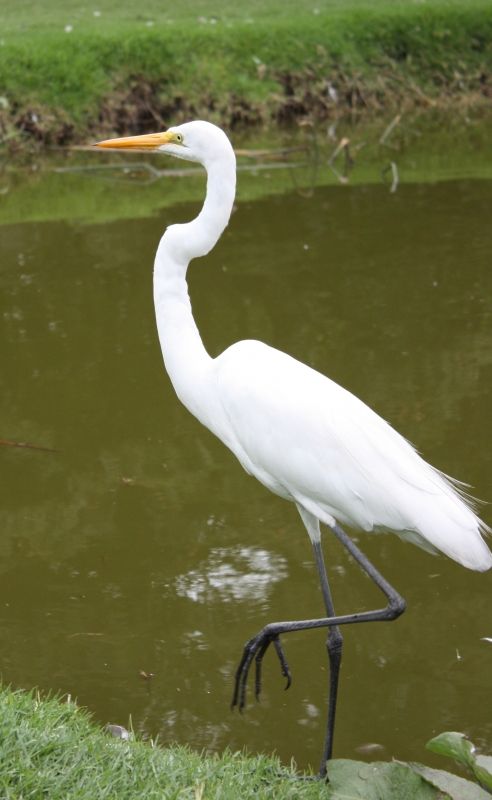 Fotografia de TATHAN NOVOA - Galeria Fotografica: FAUNA - Foto: 