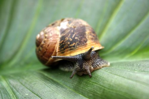 Fotografia de TATHAN NOVOA - Galeria Fotografica: FAUNA - Foto: 