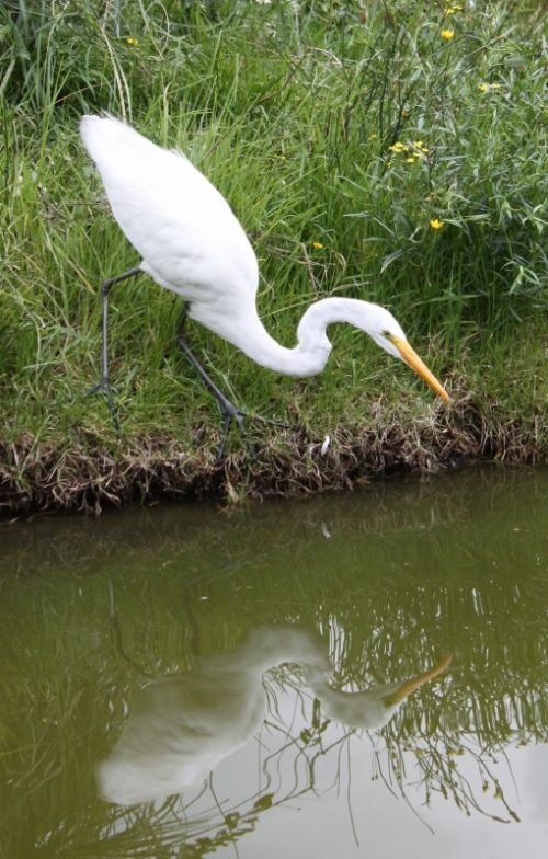 Fotografia de TATHAN NOVOA - Galeria Fotografica: FAUNA - Foto: 