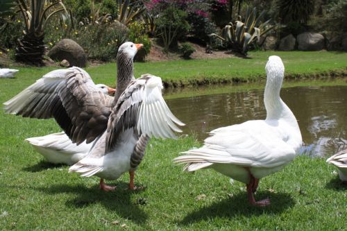 Fotografia de TATHAN NOVOA - Galeria Fotografica: FAUNA - Foto: 