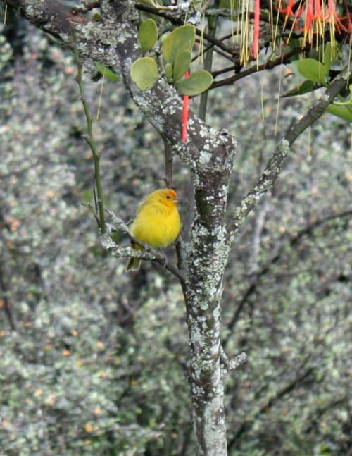 Fotografia de TATHAN NOVOA - Galeria Fotografica: FAUNA - Foto: 