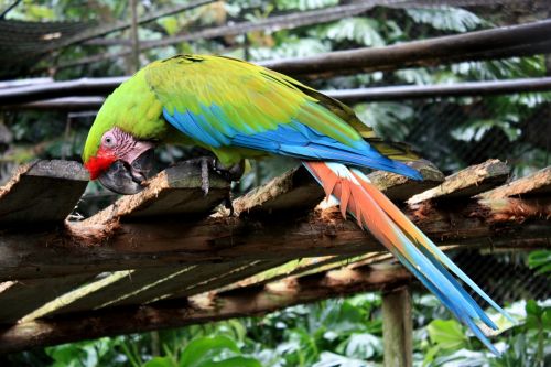 Fotografia de TATHAN NOVOA - Galeria Fotografica: FAUNA - Foto: 