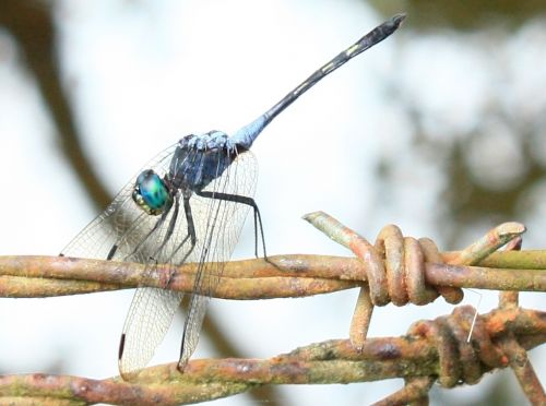 Fotografia de TATHAN NOVOA - Galeria Fotografica: FAUNA - Foto: 