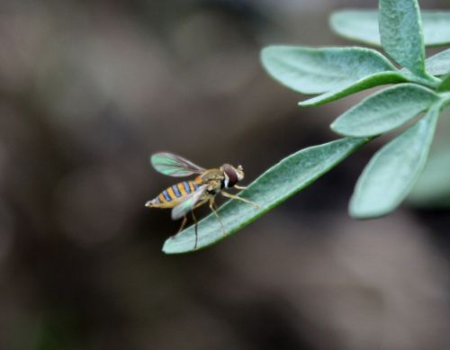 Fotografia de TATHAN NOVOA - Galeria Fotografica: FAUNA - Foto: 