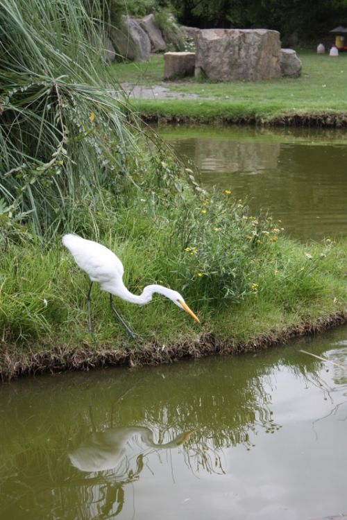 Fotografia de TATHAN NOVOA - Galeria Fotografica: FAUNA - Foto: 