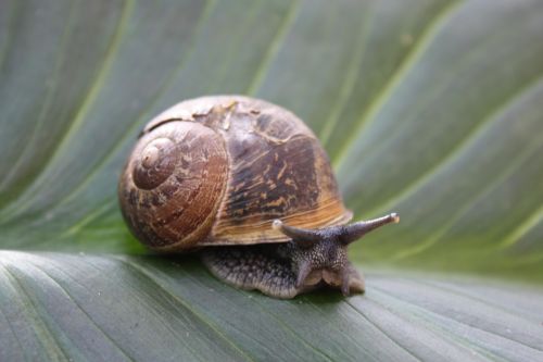 Fotografia de TATHAN NOVOA - Galeria Fotografica: FAUNA - Foto: 