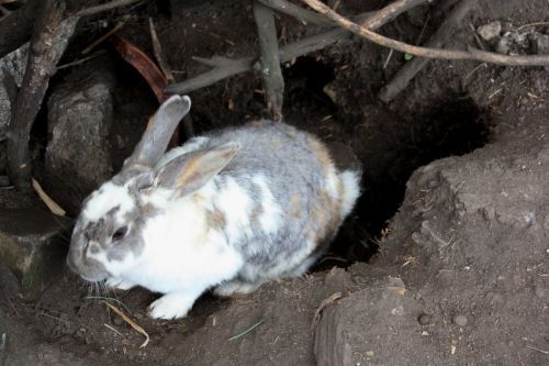 Fotografia de TATHAN NOVOA - Galeria Fotografica: FAUNA - Foto: 