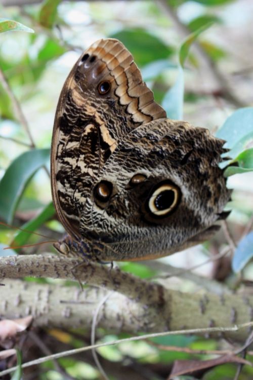 Fotografia de TATHAN NOVOA - Galeria Fotografica: FAUNA - Foto: 