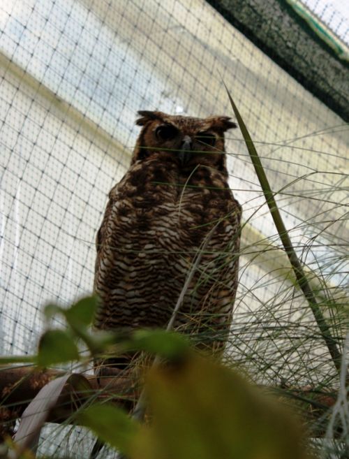 Fotografia de TATHAN NOVOA - Galeria Fotografica: FAUNA - Foto: 