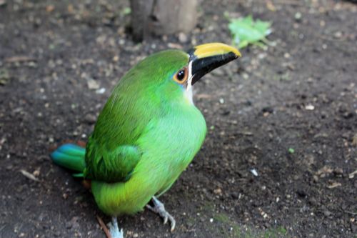 Fotografia de TATHAN NOVOA - Galeria Fotografica: FAUNA - Foto: 