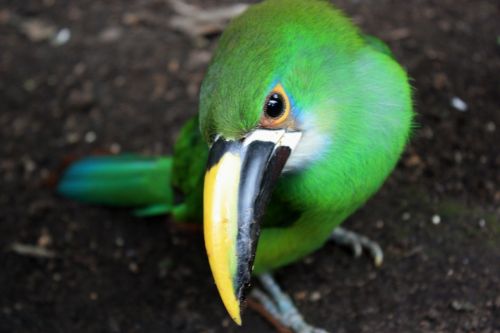 Fotografia de TATHAN NOVOA - Galeria Fotografica: FAUNA - Foto: 