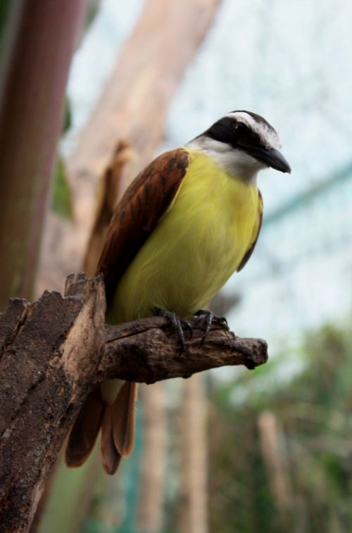 Fotografia de TATHAN NOVOA - Galeria Fotografica: FAUNA - Foto: 