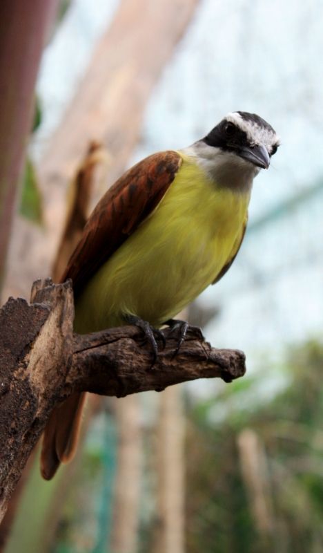 Fotografia de TATHAN NOVOA - Galeria Fotografica: FAUNA - Foto: 