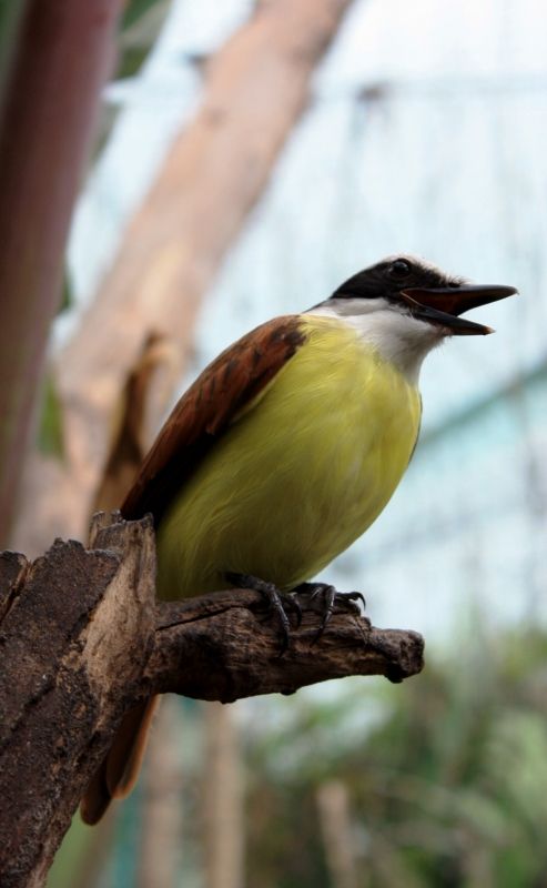 Fotografia de TATHAN NOVOA - Galeria Fotografica: FAUNA - Foto: 