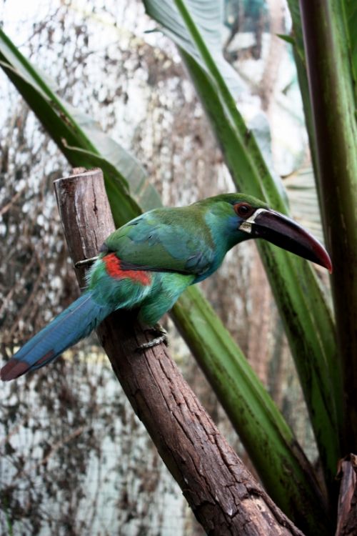 Fotografia de TATHAN NOVOA - Galeria Fotografica: FAUNA - Foto: 