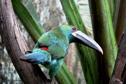 Fotografia de TATHAN NOVOA - Galeria Fotografica: FAUNA - Foto: 