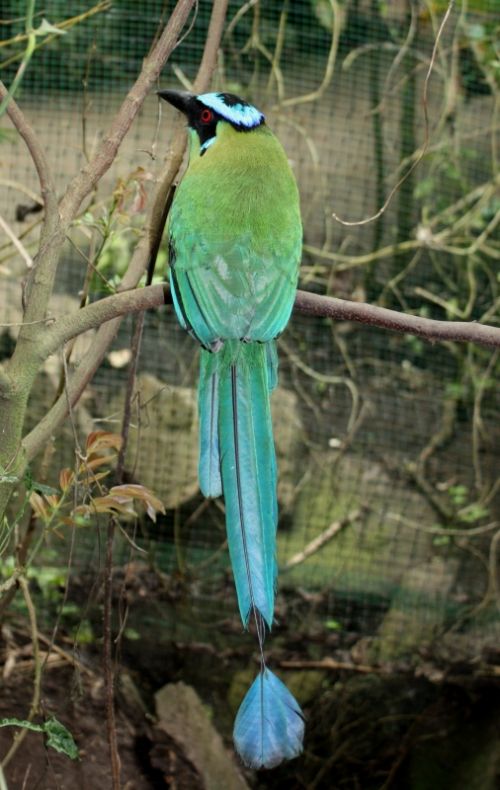 Fotografia de TATHAN NOVOA - Galeria Fotografica: FAUNA - Foto: 