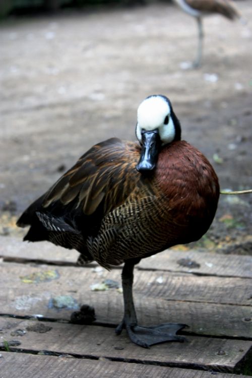 Fotografia de TATHAN NOVOA - Galeria Fotografica: FAUNA - Foto: 