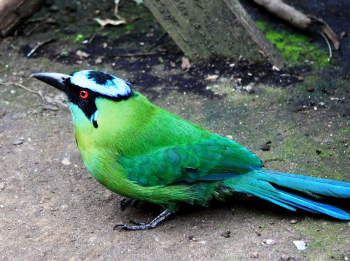 Fotografia de TATHAN NOVOA - Galeria Fotografica: FAUNA - Foto: 