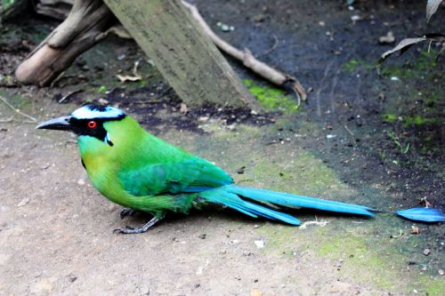 Fotografia de TATHAN NOVOA - Galeria Fotografica: FAUNA - Foto: 