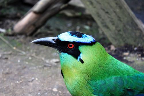 Fotografia de TATHAN NOVOA - Galeria Fotografica: FAUNA - Foto: 