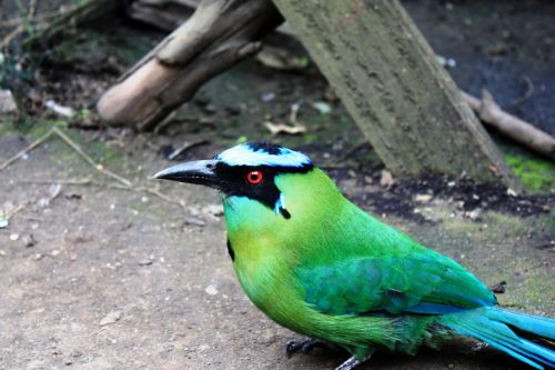 Fotografia de TATHAN NOVOA - Galeria Fotografica: FAUNA - Foto: 