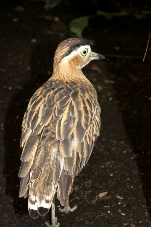 Fotografia de TATHAN NOVOA - Galeria Fotografica: FAUNA - Foto: 