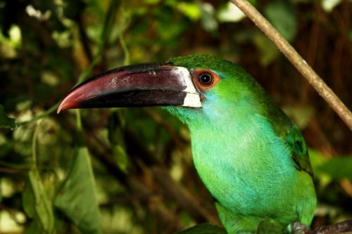 Fotografia de TATHAN NOVOA - Galeria Fotografica: FAUNA - Foto: 