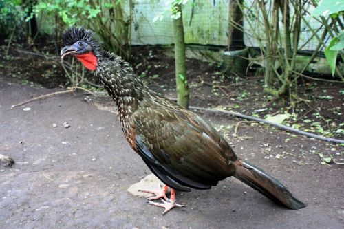 Fotografia de TATHAN NOVOA - Galeria Fotografica: FAUNA - Foto: 