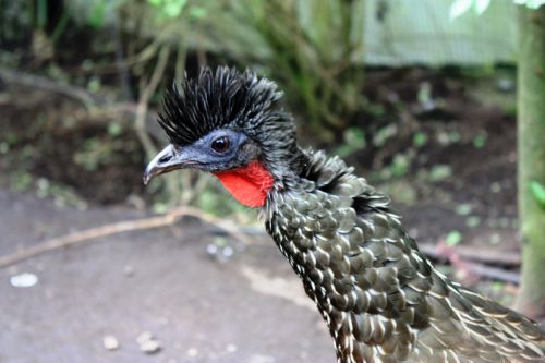 Fotografia de TATHAN NOVOA - Galeria Fotografica: FAUNA - Foto: 