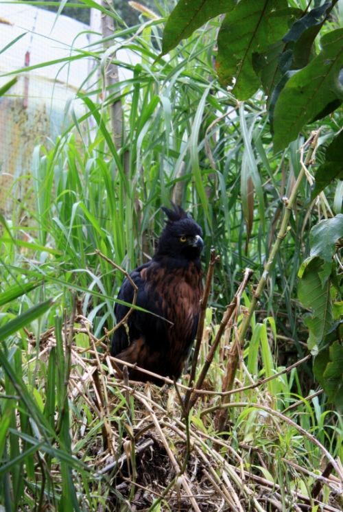 Fotografia de TATHAN NOVOA - Galeria Fotografica: FAUNA - Foto: 