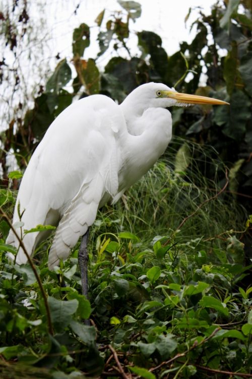 Fotografia de TATHAN NOVOA - Galeria Fotografica: FAUNA - Foto: 